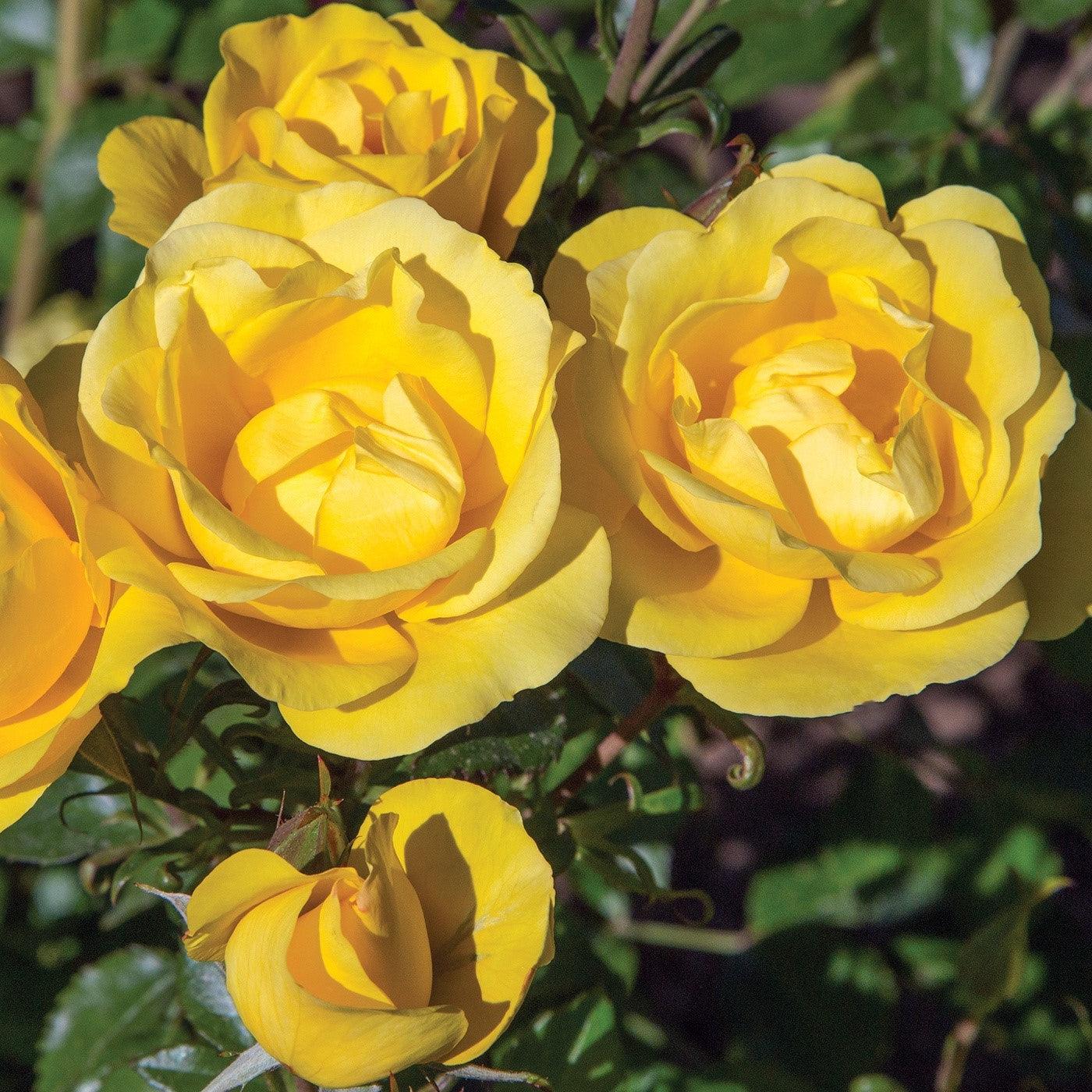 Rosa 'Meianycid' PP 27,894 - Bloomables® Gilded Sun™ Rose