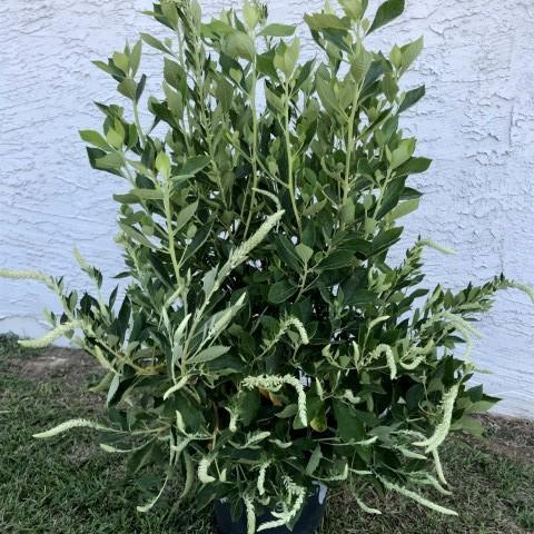 Clethra alnifolia 'Novacleein' - Summer Sparkler™ Summersweet