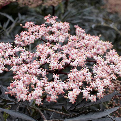 Sambucus nigra 'Eva' - Black Lace® Elderberry