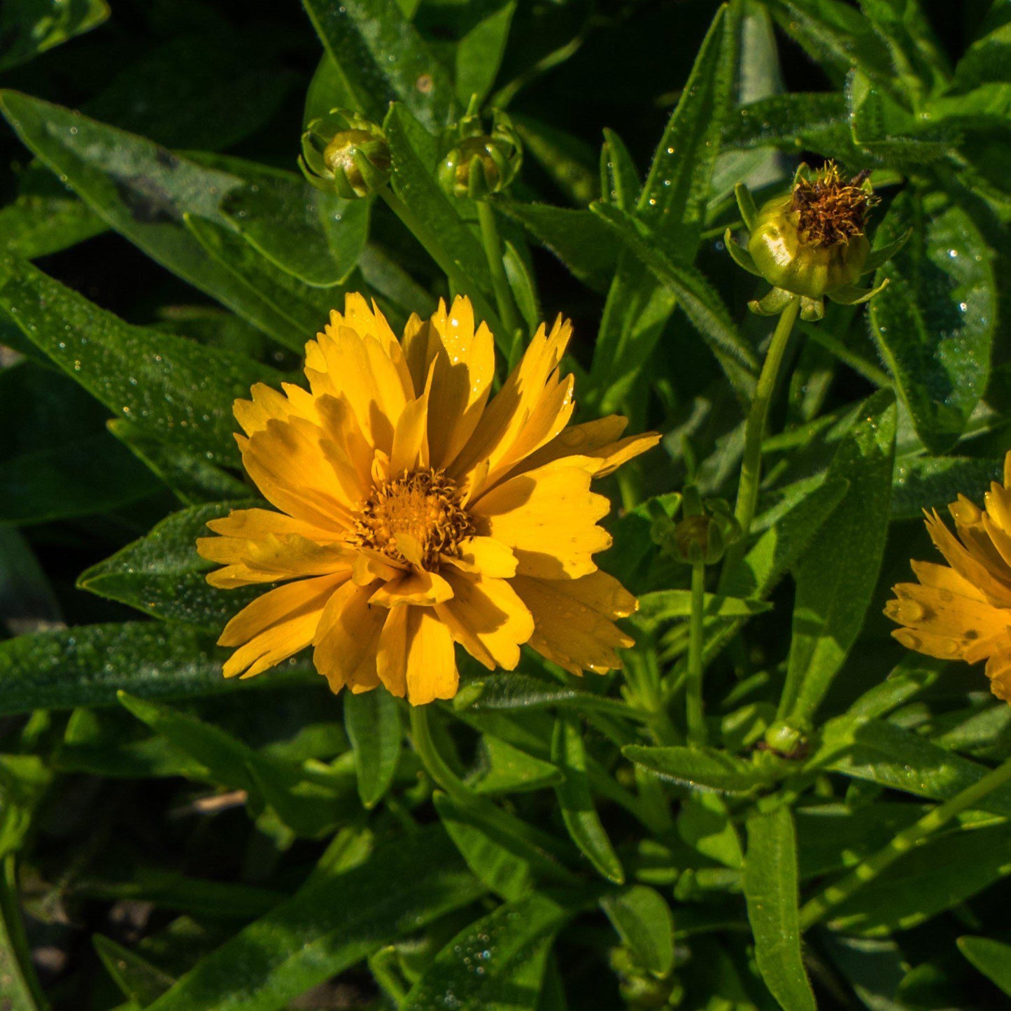 Coreopsis grandiflora 'Early Sunrise' - Early Sunrise Giant Tickseed