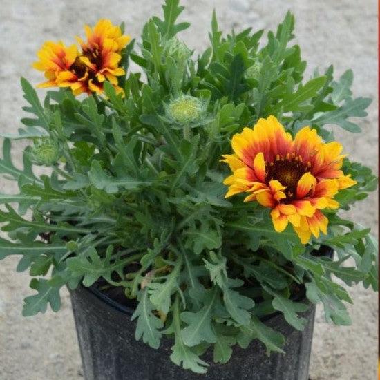 Gaillardia aristata 'Spintop Red Starburst' - Spintop™ Red Starburst Blanket Flower