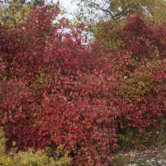 Viburnum dentatum 'J.N. Select' - Red Feather® Arrowwood