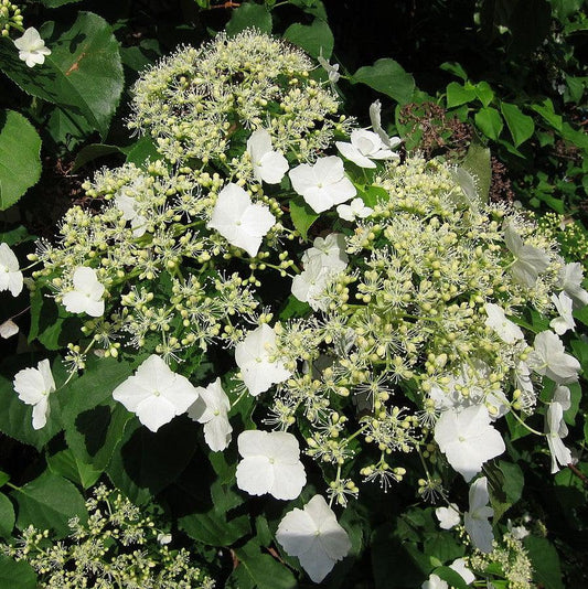 Hydrangea anomala subsp. petiolaris - Climbing Hydrangea