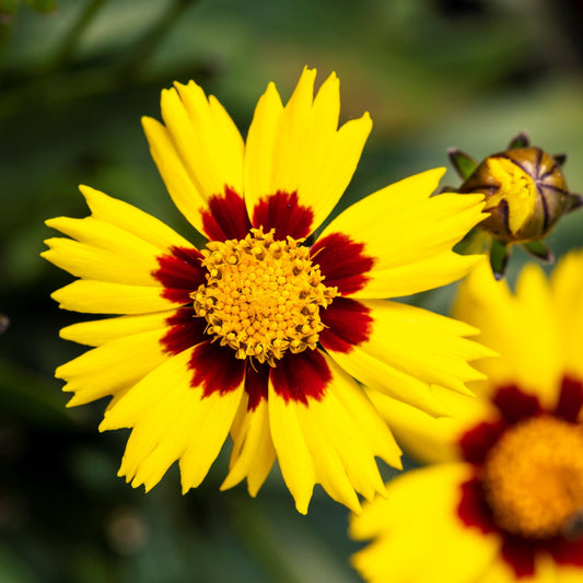 Coreopsis x 'Enchanted Eve' PP27857 - Lil' Bang™ Enchanted Eve Tickseed