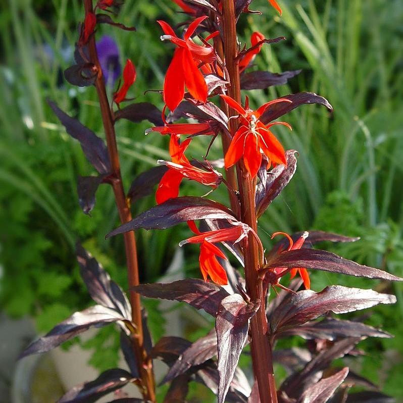 Lobelia cardinalis 'Black Truffle' - Black Truffle Cardinal Flower