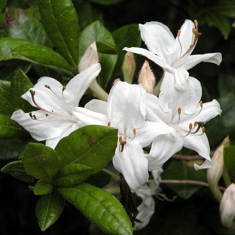Rhododendron viscosum - Swamp Azalea