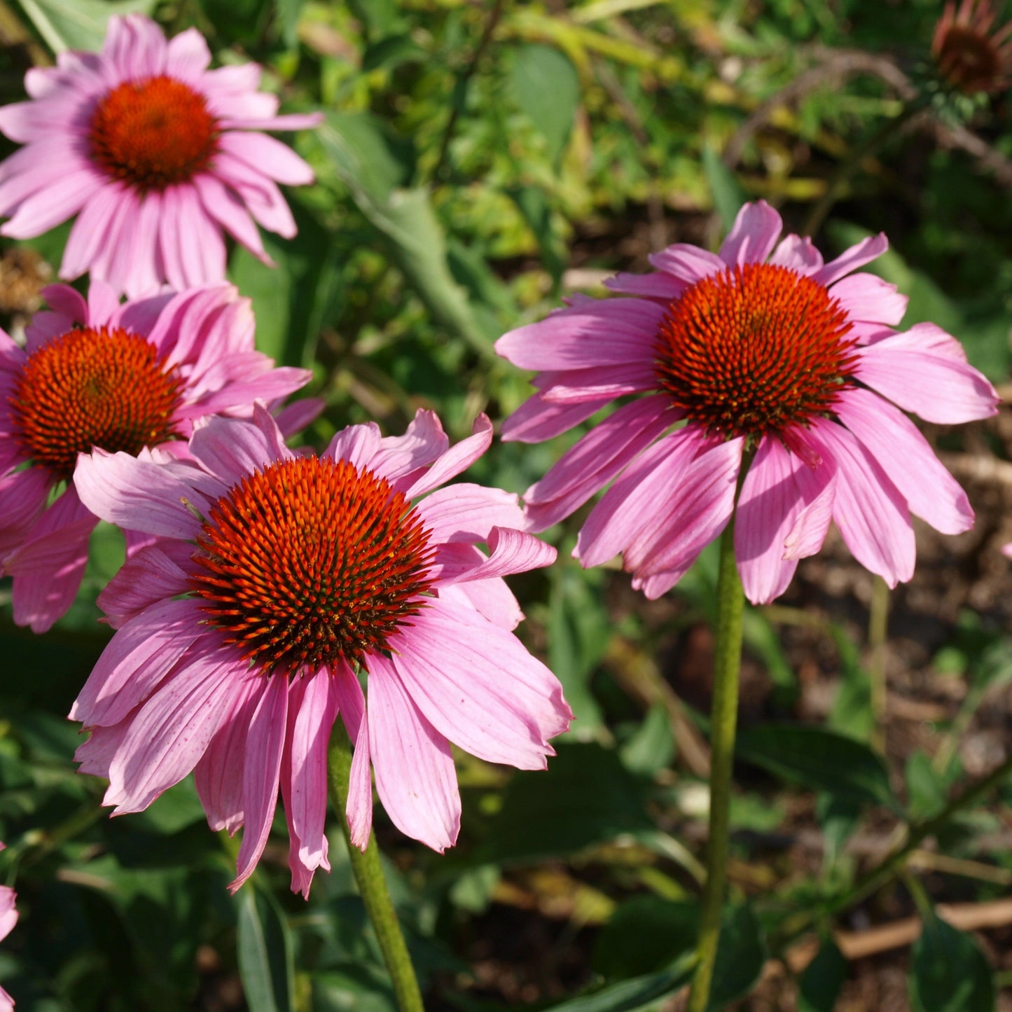 Echinacea purpurea 'Rubinstern' - Ruby Star Echinacea