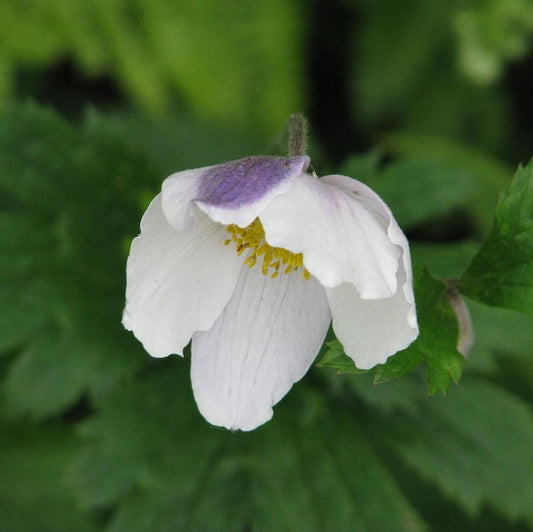 Anemone 'Macane001' - Wild Swan™ Anemone