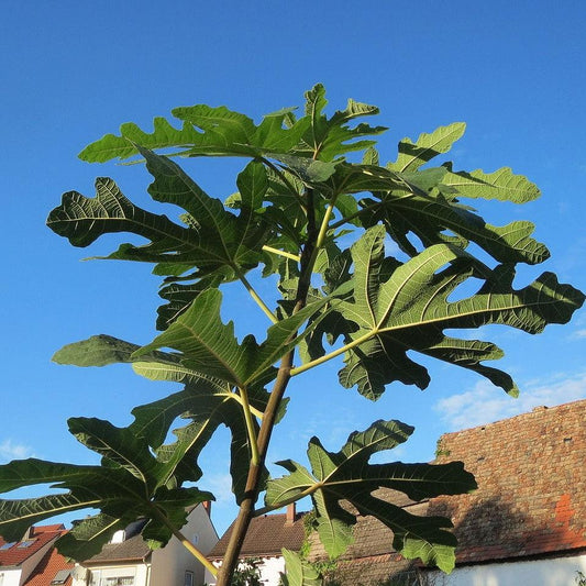 Ficus carica 'Majoam' - 'Little Miss Figgy' Fig
