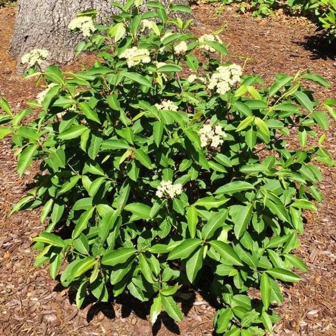Viburnum cassinoides 'Raisinette' - NativeStar® Raisinette Viburnum