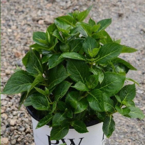 Hydrangea serrata 'SMNHSI' - Let's Dance® Can Do!® Hydrangea