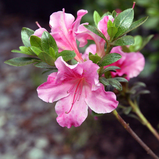 Azalea x 'Gumpo Pink' - Gumpo Pink Azalea