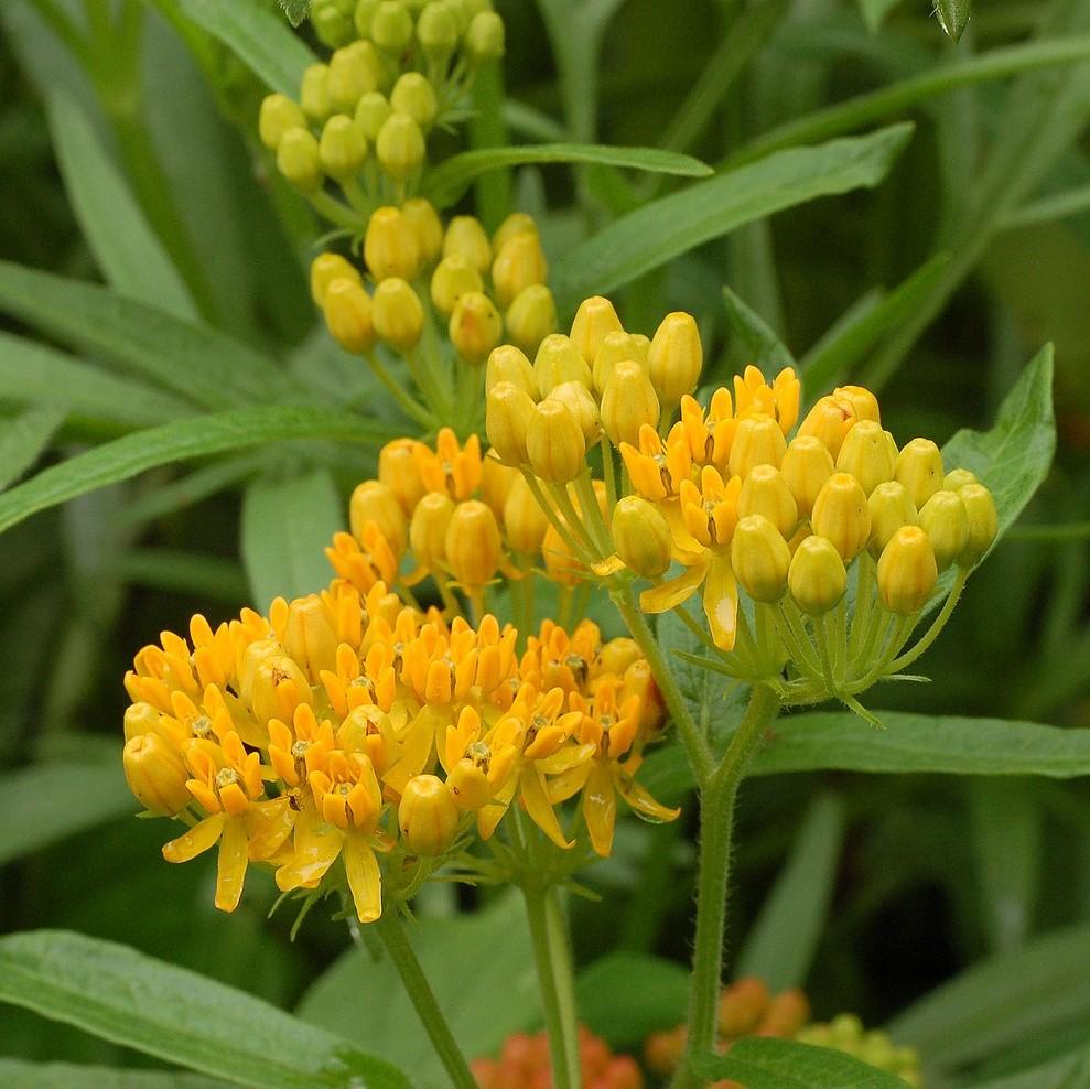 Asclepias tuberosa 'Hello Yellow' - Hello Yellow Butterfly Weed
