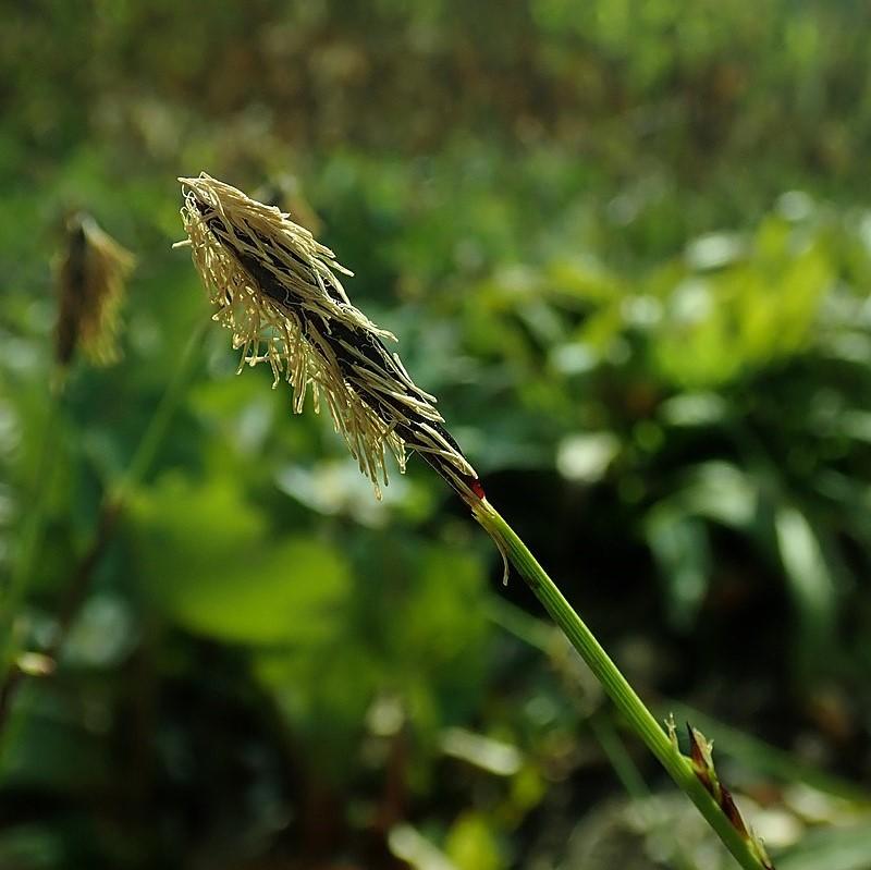Carex plantaginea - Seersucker Sedge
