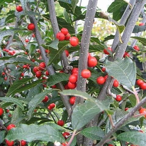 Ilex verticillata - Winterberry