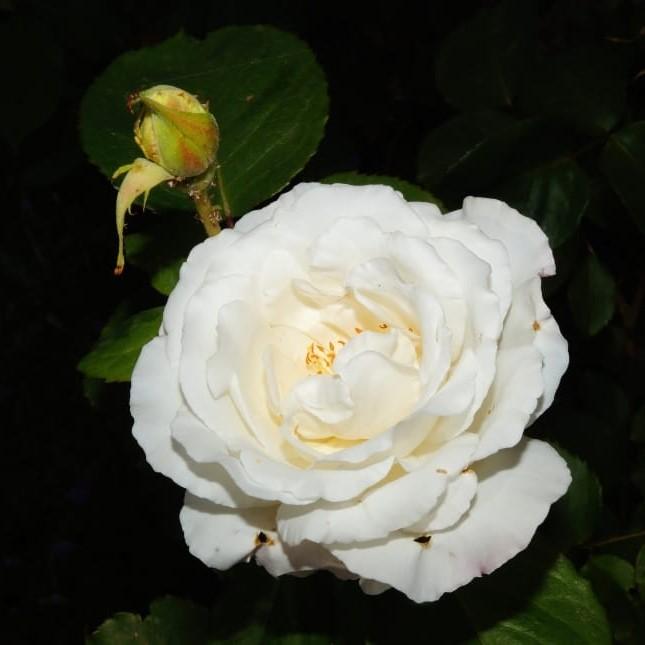 Rosa 'Radclean' - Cloud Ten Rose
