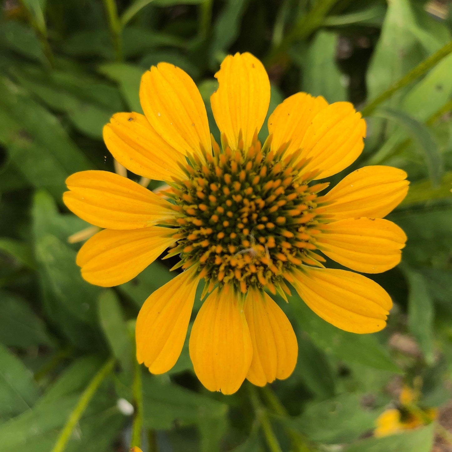 Echinacea x 'Balsomemyim' - Sombrero® Lemon Yellow Improved Coneflower