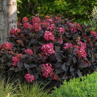 Hydrangea macrophylla 'Bailmacseven' - First Editions® Eclipse® Hydrangea