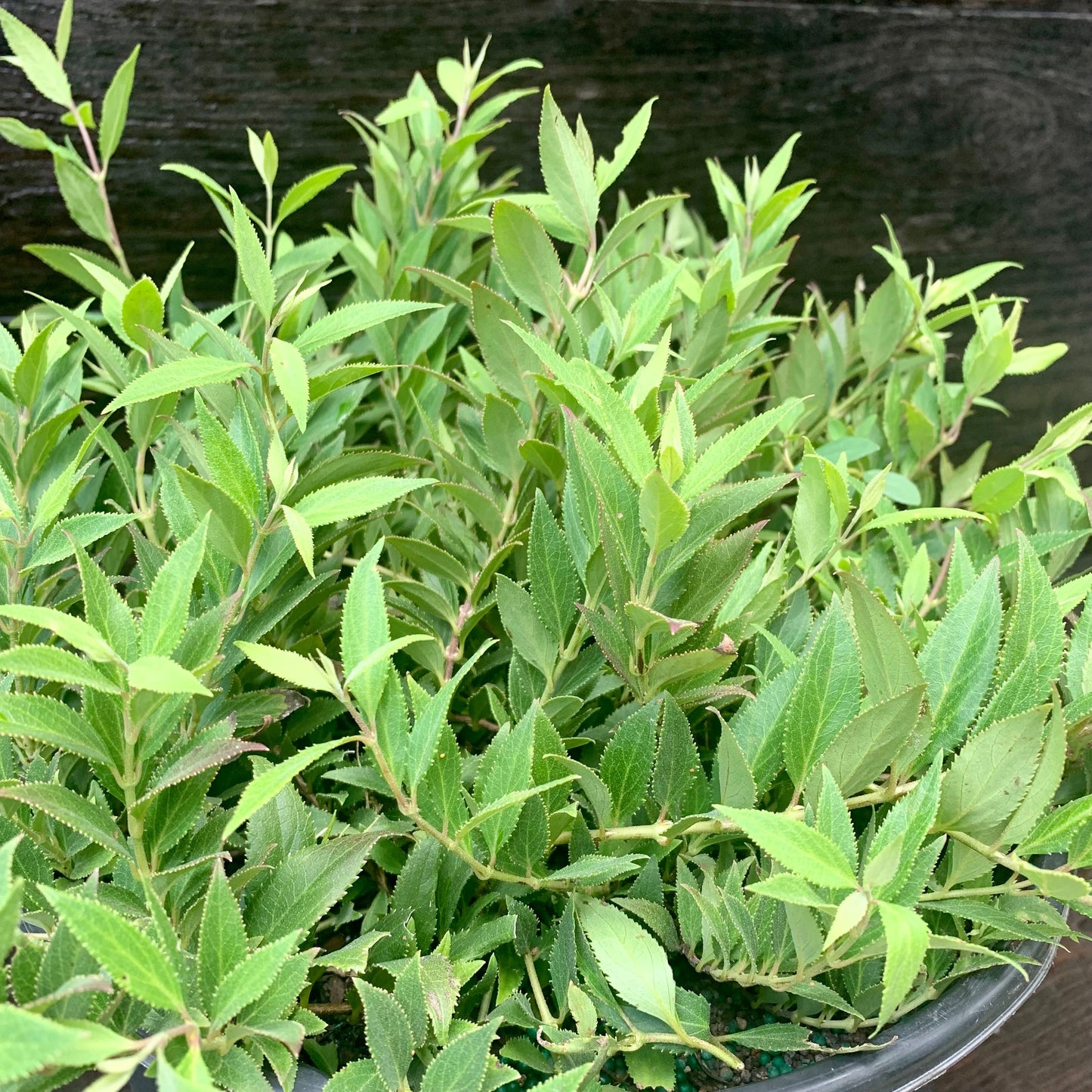 Deutzia gracilis 'Nikko' - Dwarf Nikko Deutzia