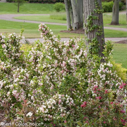 Weigela florida 'Bokrasopea' - PW® Sonic Bloom® Pearl Weigela
