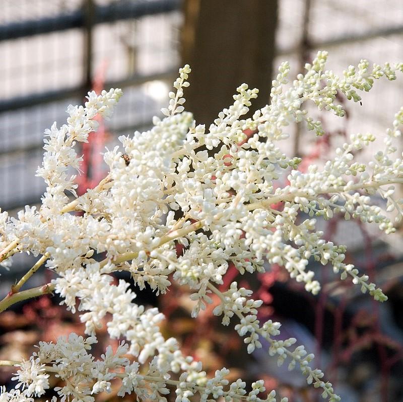 Astilbe x arendsii 'Bridal Veil' - Bridal Veil Astilbe