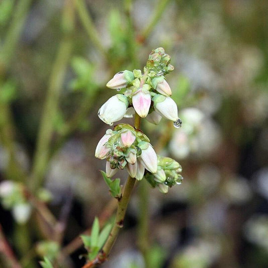 Vaccinium corymbosum 'Bluecrop' - Bluecrop Highbush Blueberry