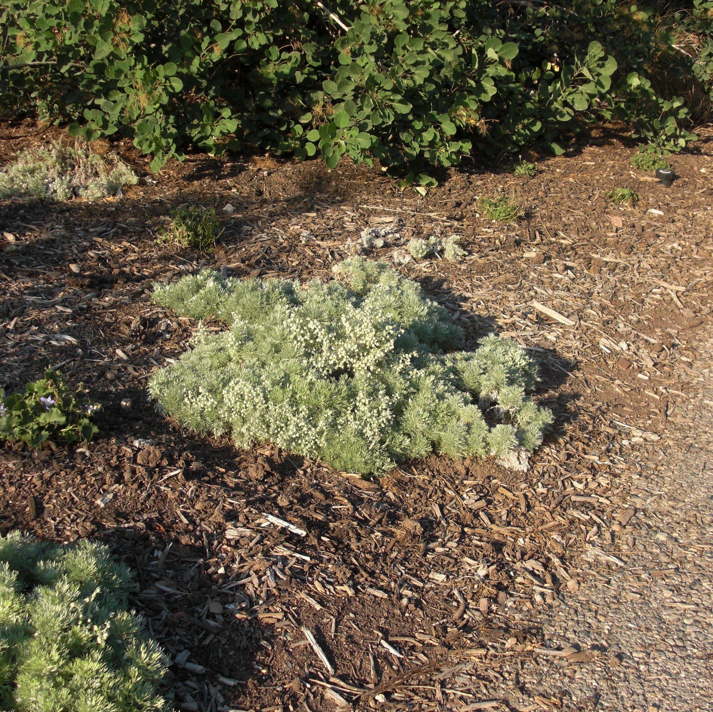 Artemisia schmidtiana 'Silver Mound' - Silver Mound Wormwood, Ghost Plant