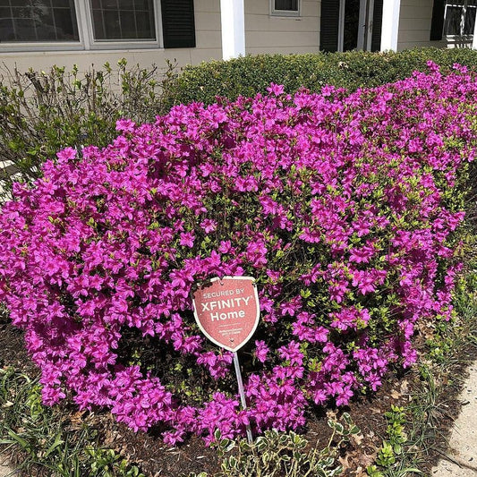 Azalea x 'Girard's Fuchsia' - Girard's Fuchsia Azalea