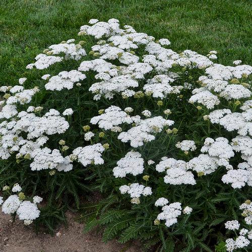 Achillea ’Firefly Diamond’ - PW® Firefly Diamond Yarrow