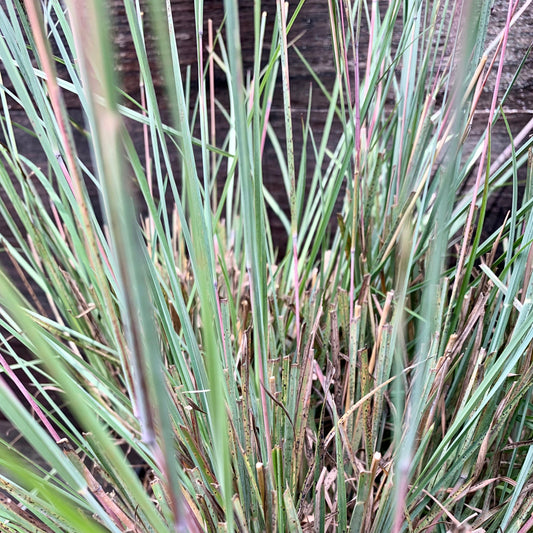 Schizachyrium scoparium 'The Blues' - The Blues Little Bluestem