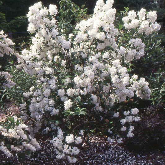 Philadelphus 'Buckleys Quill' - Buckleys Quill Mockorange