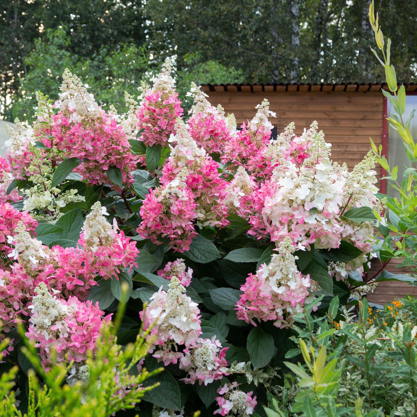 Hydrangea paniculata 'Renhy' - First Editions® Vanilla Strawberry™ Hydrangea