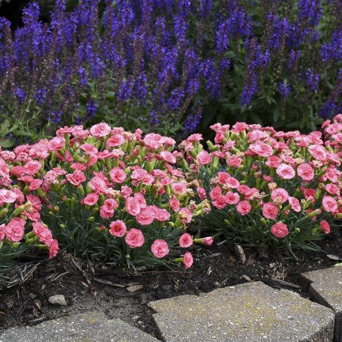 Dianthus 'Classic Coral' - Fruit Punch® Classic Coral Dianthus