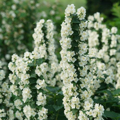 Philadelphus coronarius 'SMNPVG' - Illuminati Tower® Mockorange