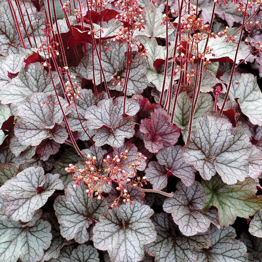 Heuchera x 'TNHEUNES' PP29632 - Northern Exposure™ Silver Heuchera