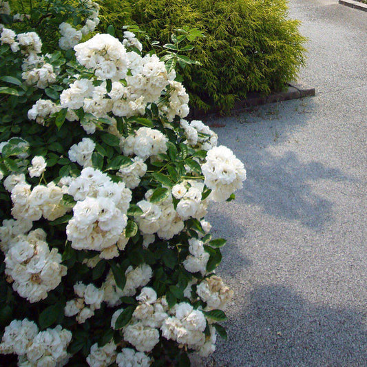 Rosa x 'Noaschnee' - Flower Carpet® White Rose