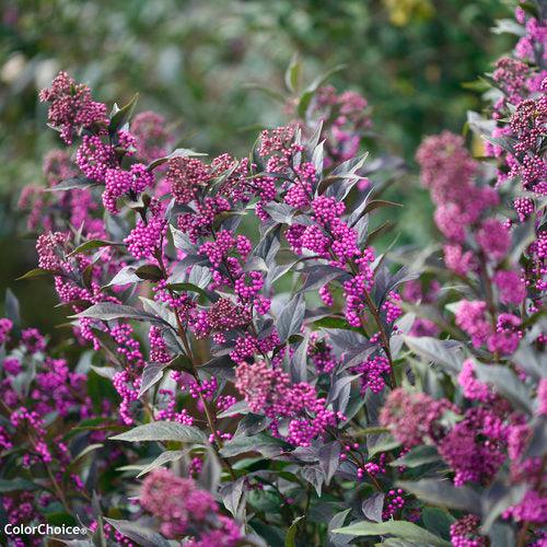 Callicarpa 'Pearl Glam' - Pearl Glam® Beautyberry