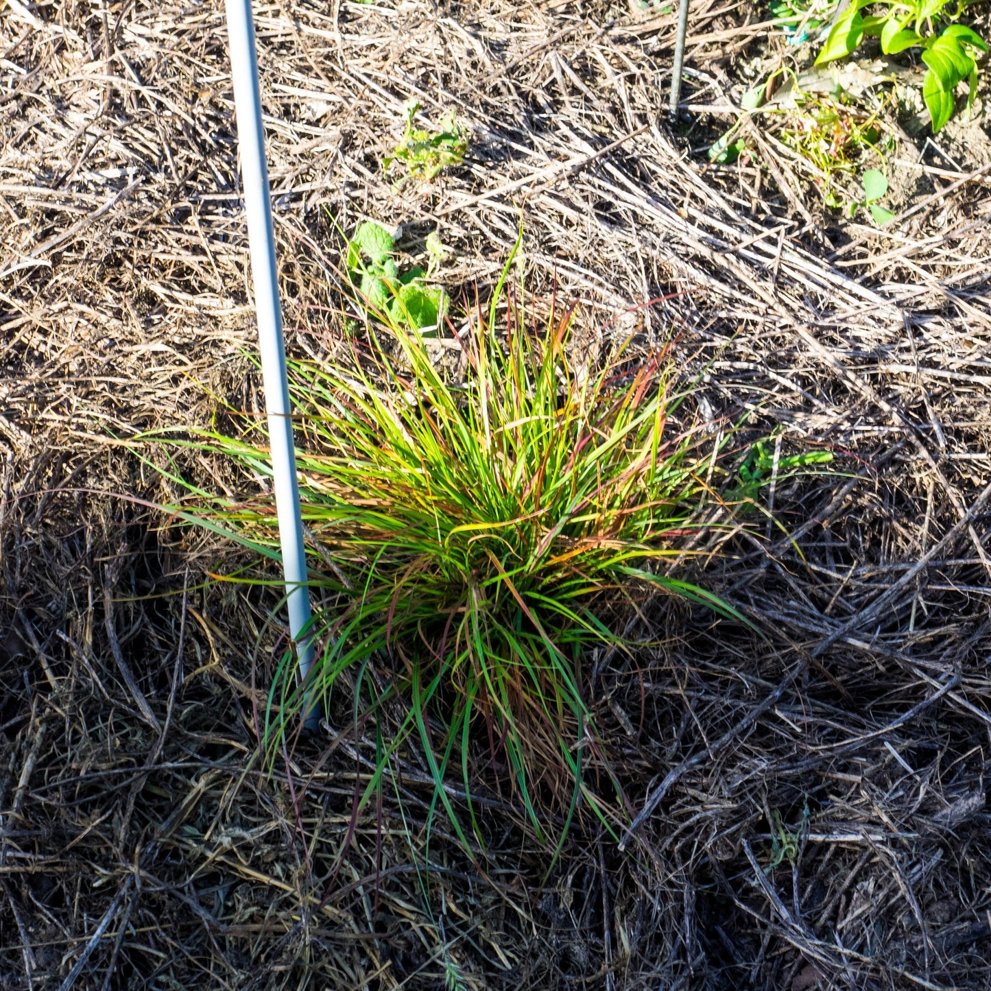 Pennisetum alopecuroides 'Burgundy Bunny' - Burgundy Bunny Fountain Grass