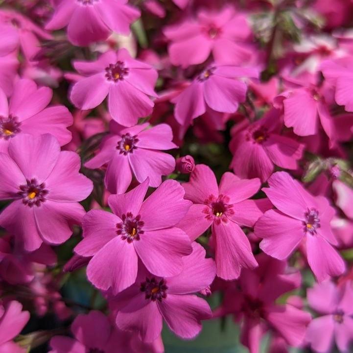 Phlox subulata 'Spring Hot Pink' - Spring Hot Pink Creeping Phlox
