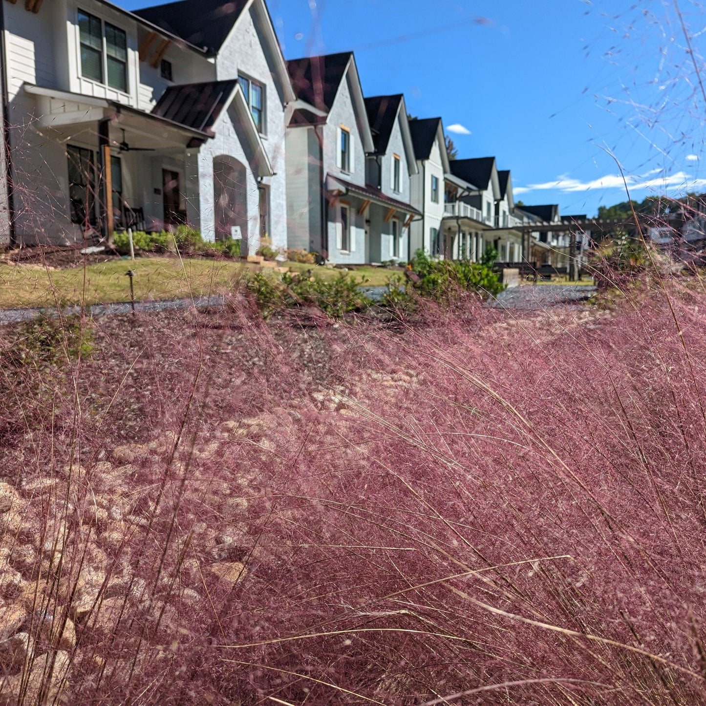 Muhlenbergia capillaris - Pink Muhly Grass