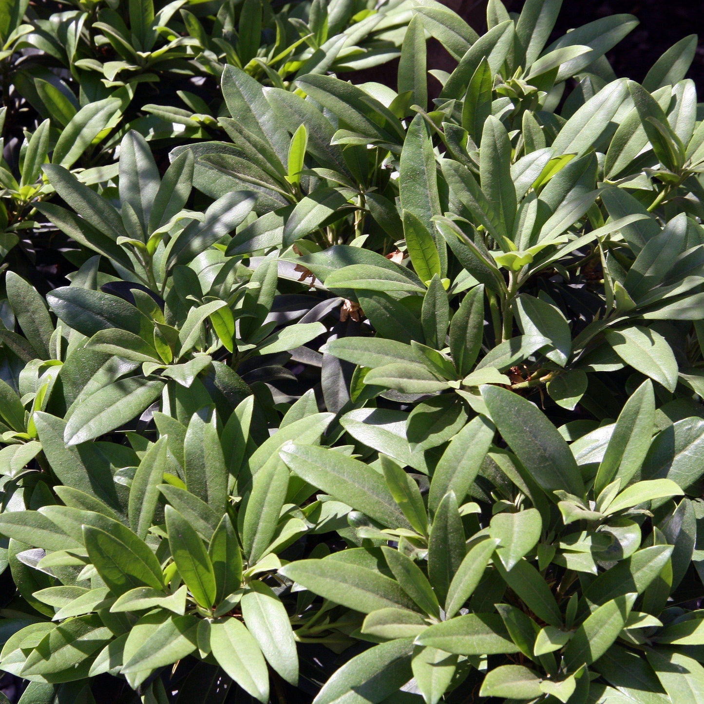 Rhododendron catawbiense 'Chionoides' - Chionoides Rhododendron