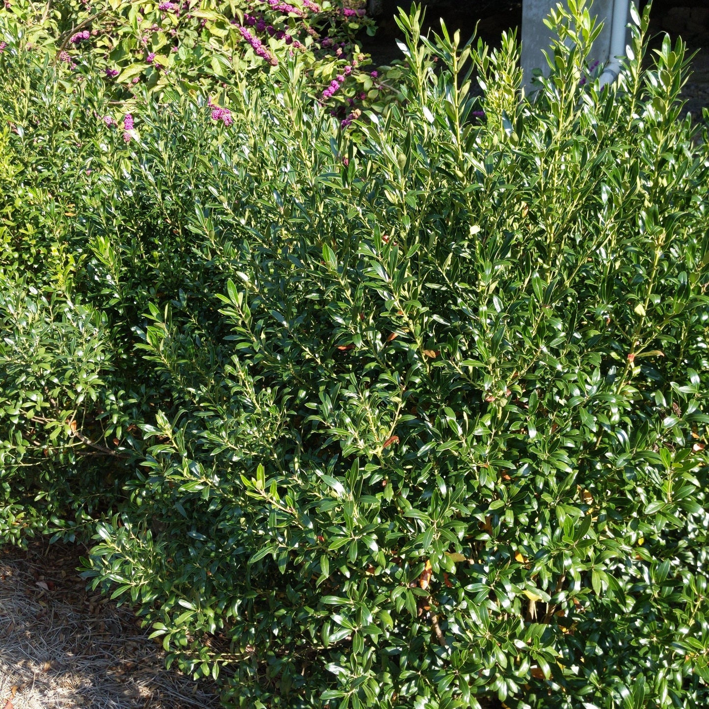Ilex glabra 'Densa' - Densa Inkberry Holly