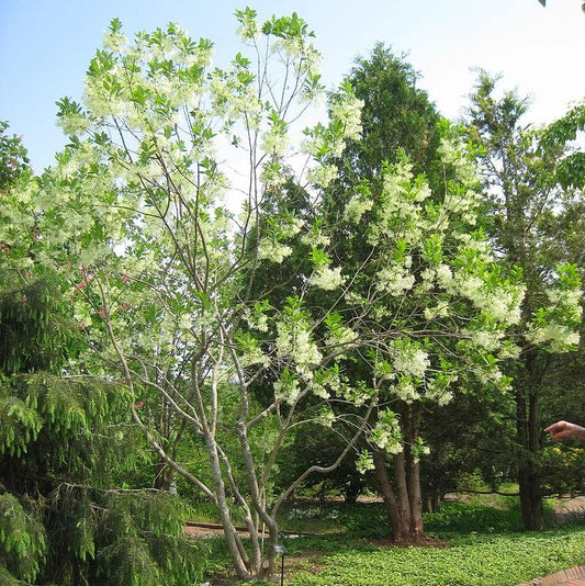 Chionanthus virginicus - White Fringe Tree