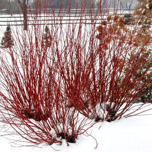 Cornus stolonifera 'Farrow' - Arctic Fire® Red Twig Dogwood