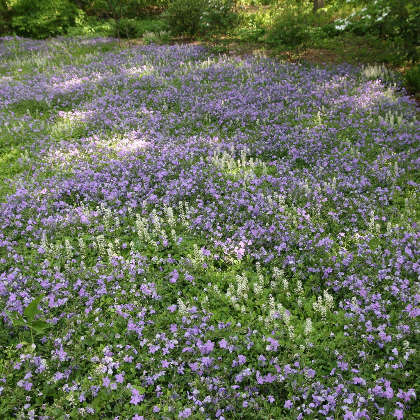 Phlox stolonifera 'Sherwood Purple' - Sherwood Purple Creeping Phlox