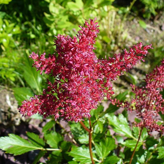 Astilbe x arendsii 'Fanal' - Fanal Astilbe