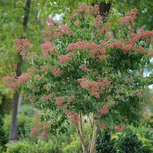 Heptacodium miconioides 'SMNHMRF' - Temple of Bloom® Seven-Son Flower