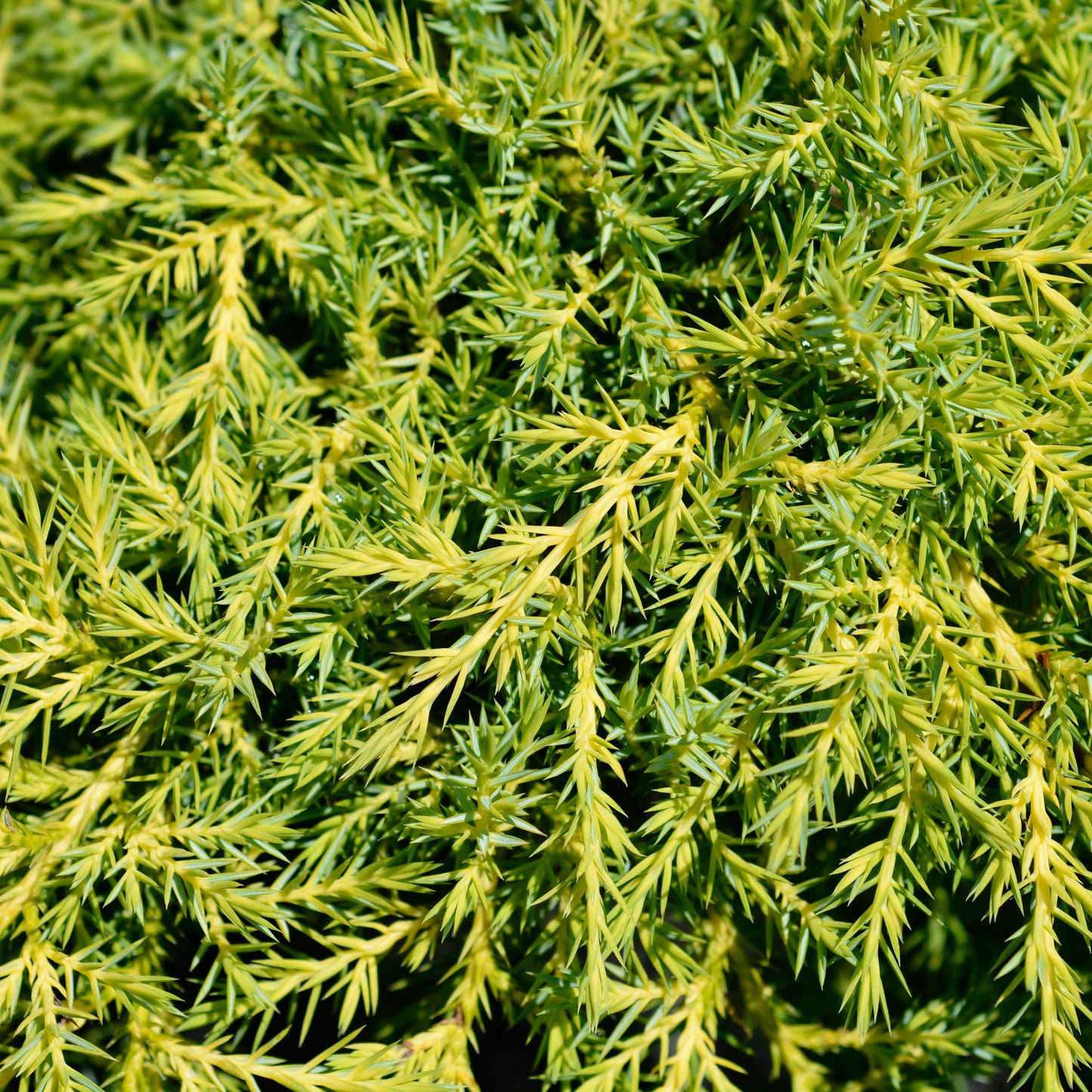 Juniperus chinensis 'Gold Star' - Gold Star Juniper
