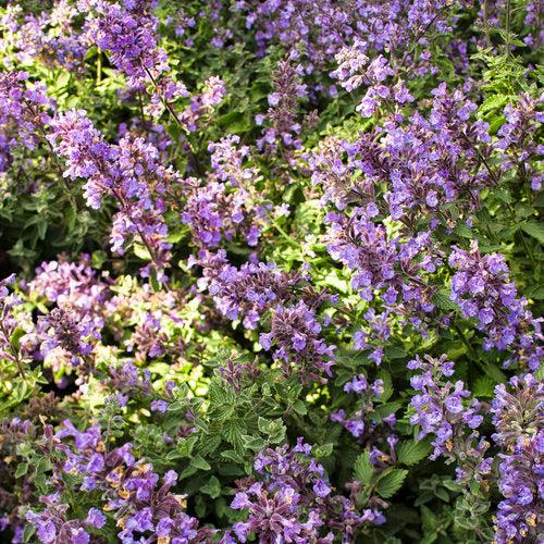Nepeta faassenii 'Cat's Meow' - Cat's Meow Catmint
