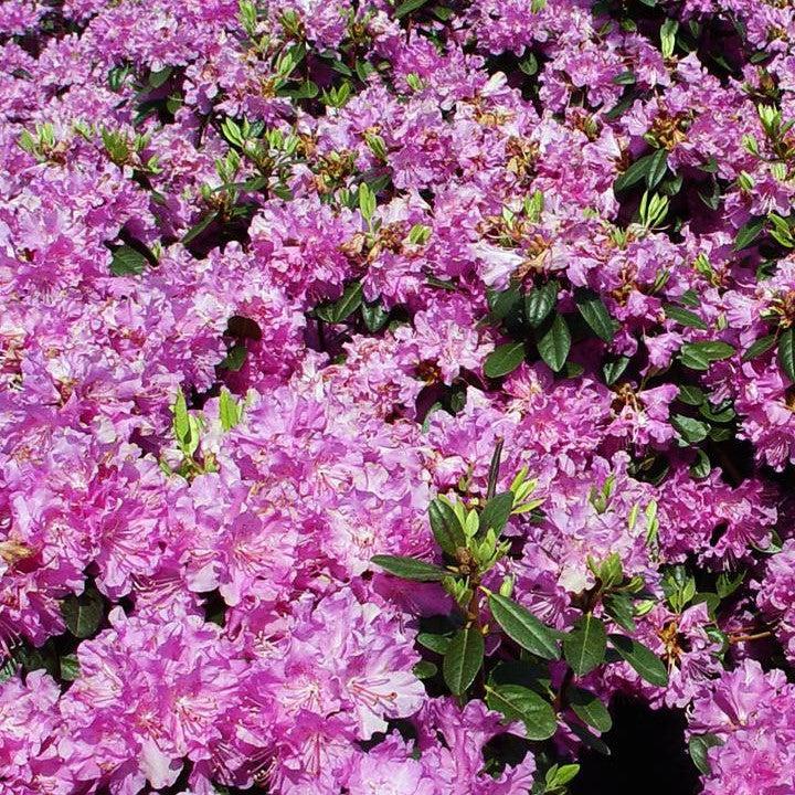 Rhododendron x 'Olga Mezitt' - Olga Mezitt Rhododendron